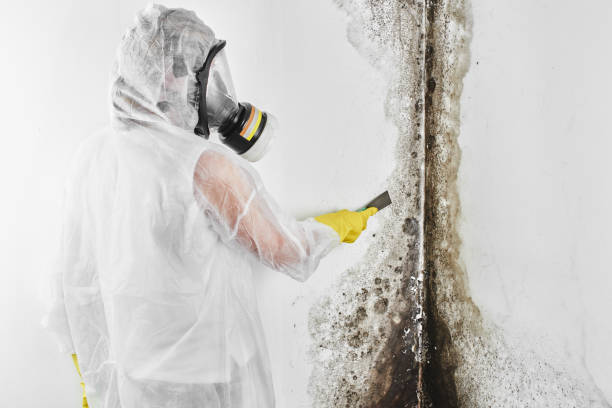 Best Toxic Mold Removal  in Bossier City, LA