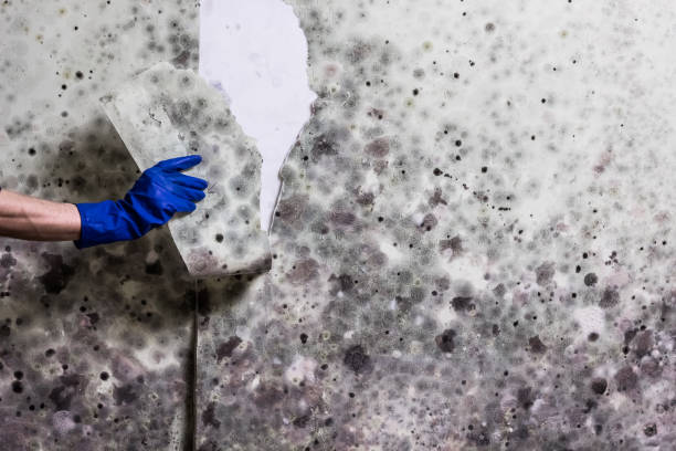 Best Home Mold Removal  in Bossier City, LA