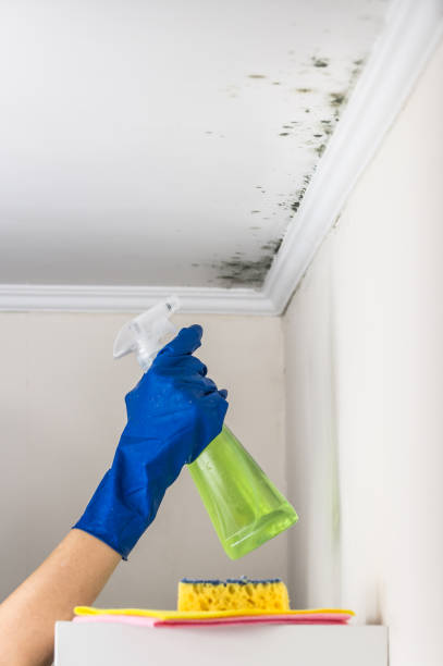 Best Mold Damage Repair  in Bossier City, LA