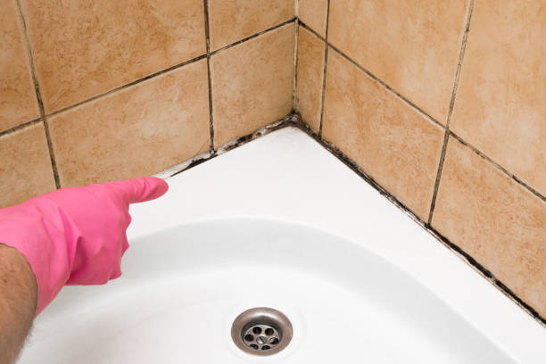 Certified Mold Removal in Bossier City, LA