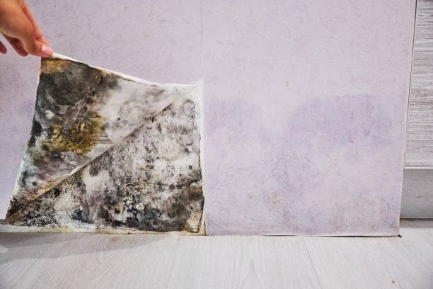 Best Black Mold Removal  in Bossier City, LA